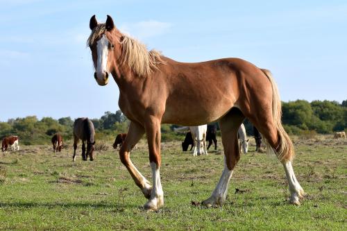 Possedere un cavallo è costoso, ma guardare i