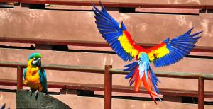 I lorichetti sono pappagalli vivacemente colorati