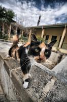 Un gattino cipriota - III