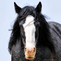 Un fiero cavallo nero