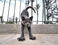 Un gattino cipriota
